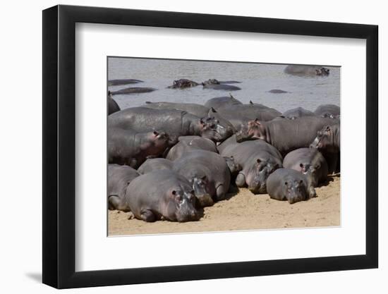 Hippopotamus Herd Resting-Hal Beral-Framed Photographic Print