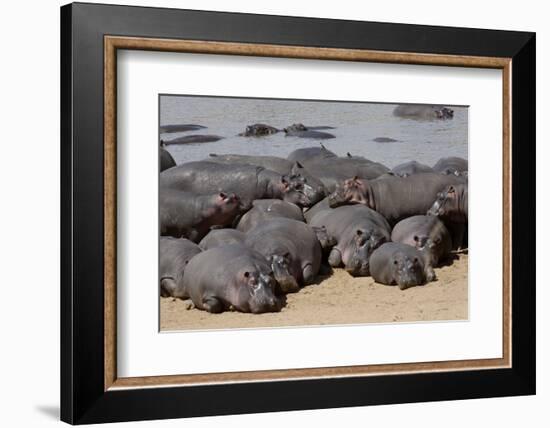 Hippopotamus Herd Resting-Hal Beral-Framed Photographic Print