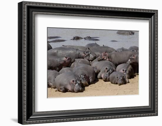 Hippopotamus Herd Resting-Hal Beral-Framed Photographic Print