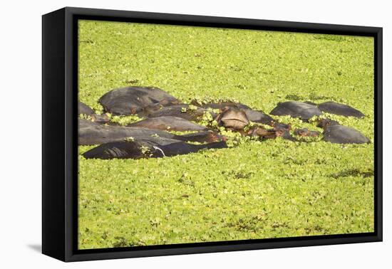 Hippopotamus (Hippopotamus Amphibious), Zambia, Africa-Janette Hill-Framed Premier Image Canvas