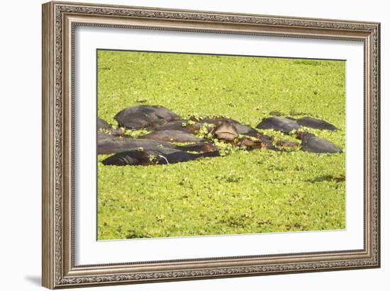 Hippopotamus (Hippopotamus Amphibious), Zambia, Africa-Janette Hill-Framed Photographic Print