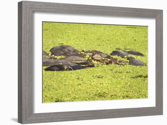 Hippopotamus (Hippopotamus Amphibious), Zambia, Africa-Janette Hill-Framed Photographic Print