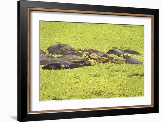 Hippopotamus (Hippopotamus Amphibious), Zambia, Africa-Janette Hill-Framed Photographic Print