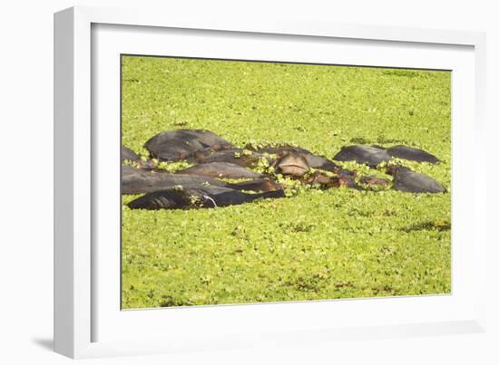 Hippopotamus (Hippopotamus Amphibious), Zambia, Africa-Janette Hill-Framed Photographic Print