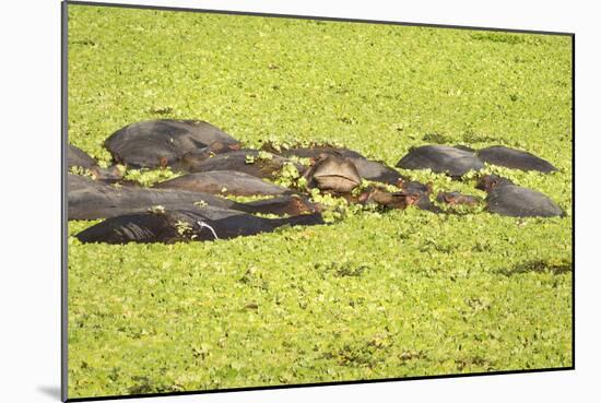 Hippopotamus (Hippopotamus Amphibious), Zambia, Africa-Janette Hill-Mounted Photographic Print