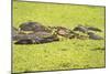 Hippopotamus (Hippopotamus Amphibious), Zambia, Africa-Janette Hill-Mounted Photographic Print