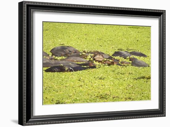 Hippopotamus (Hippopotamus Amphibious), Zambia, Africa-Janette Hill-Framed Photographic Print