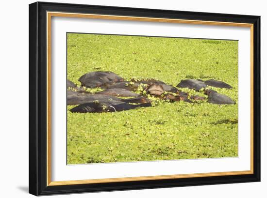 Hippopotamus (Hippopotamus Amphibious), Zambia, Africa-Janette Hill-Framed Photographic Print