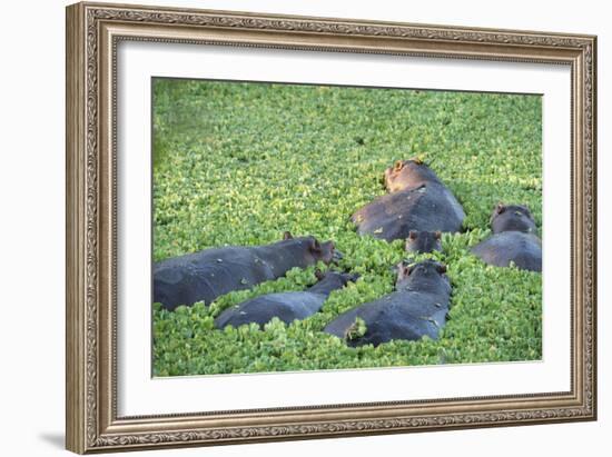 Hippopotamus (Hippopotamus Amphibious), Zambia, Africa-Janette Hill-Framed Photographic Print