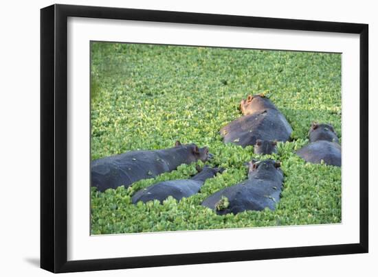 Hippopotamus (Hippopotamus Amphibious), Zambia, Africa-Janette Hill-Framed Photographic Print