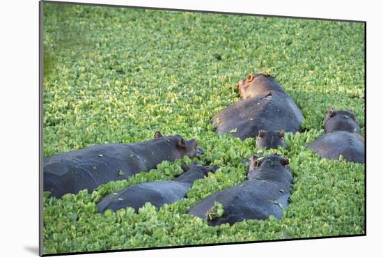 Hippopotamus (Hippopotamus Amphibious), Zambia, Africa-Janette Hill-Mounted Photographic Print