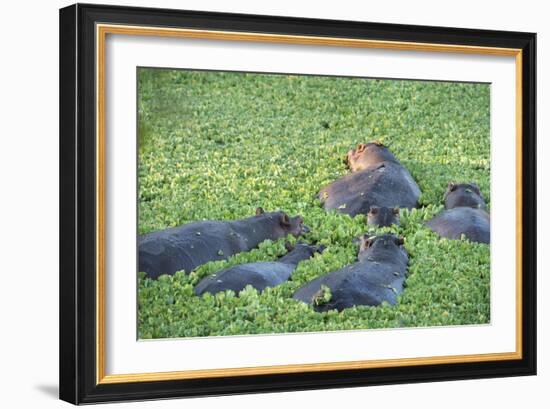 Hippopotamus (Hippopotamus Amphibious), Zambia, Africa-Janette Hill-Framed Photographic Print