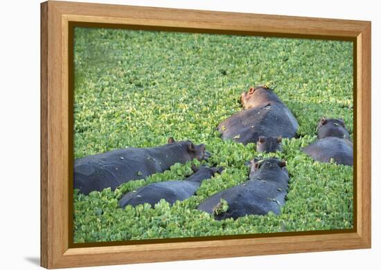 Hippopotamus (Hippopotamus Amphibious), Zambia, Africa-Janette Hill-Framed Premier Image Canvas