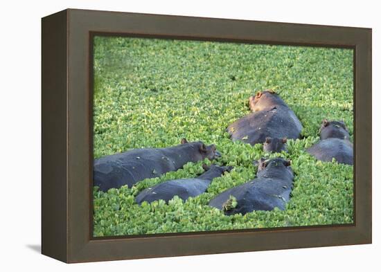 Hippopotamus (Hippopotamus Amphibious), Zambia, Africa-Janette Hill-Framed Premier Image Canvas