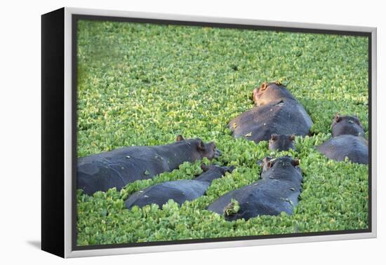 Hippopotamus (Hippopotamus Amphibious), Zambia, Africa-Janette Hill-Framed Premier Image Canvas