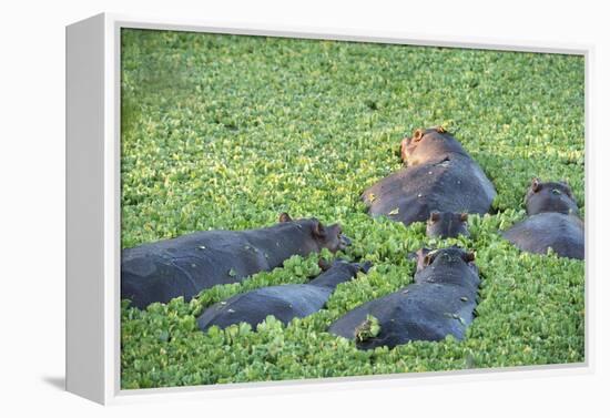 Hippopotamus (Hippopotamus Amphibious), Zambia, Africa-Janette Hill-Framed Premier Image Canvas