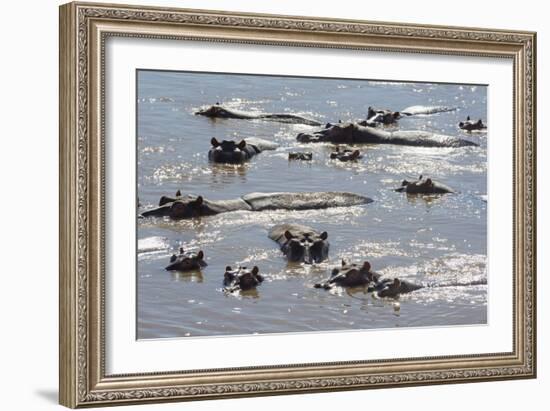 Hippopotamus (Hippopotamus Amphibious), Zambia, Africa-Janette Hill-Framed Photographic Print