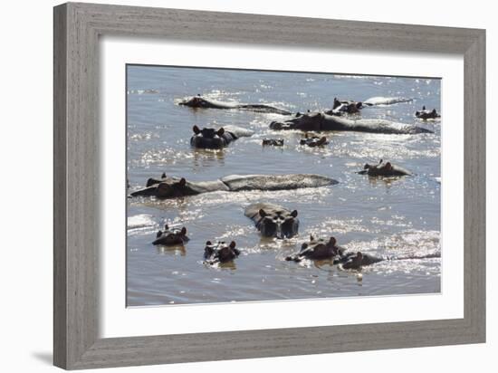 Hippopotamus (Hippopotamus Amphibious), Zambia, Africa-Janette Hill-Framed Photographic Print