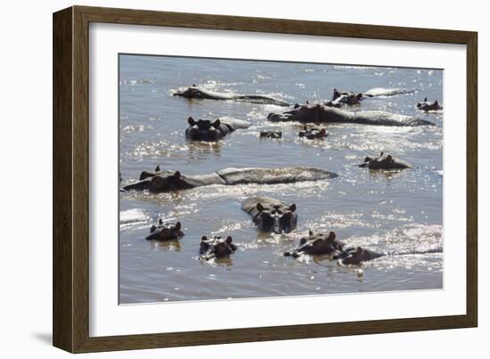 Hippopotamus (Hippopotamus Amphibious), Zambia, Africa-Janette Hill-Framed Photographic Print