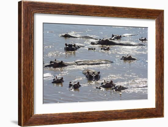 Hippopotamus (Hippopotamus Amphibious), Zambia, Africa-Janette Hill-Framed Photographic Print