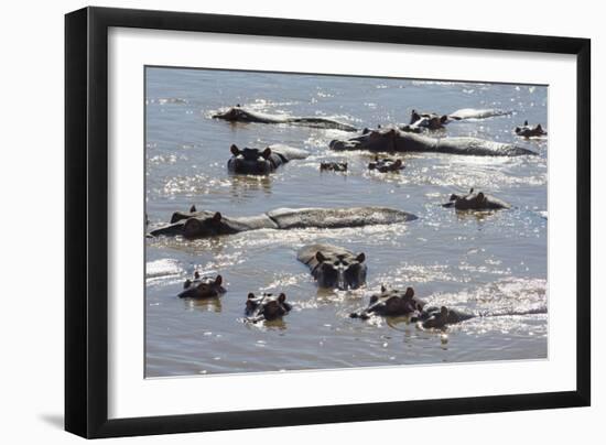 Hippopotamus (Hippopotamus Amphibious), Zambia, Africa-Janette Hill-Framed Photographic Print