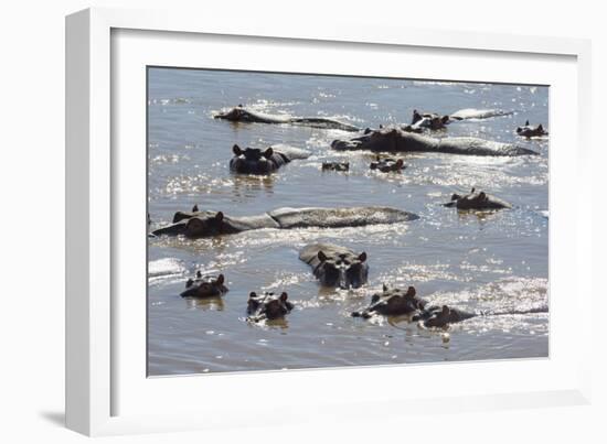 Hippopotamus (Hippopotamus Amphibious), Zambia, Africa-Janette Hill-Framed Photographic Print