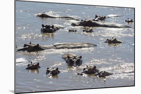 Hippopotamus (Hippopotamus Amphibious), Zambia, Africa-Janette Hill-Mounted Photographic Print