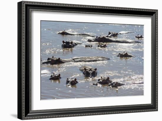 Hippopotamus (Hippopotamus Amphibious), Zambia, Africa-Janette Hill-Framed Photographic Print