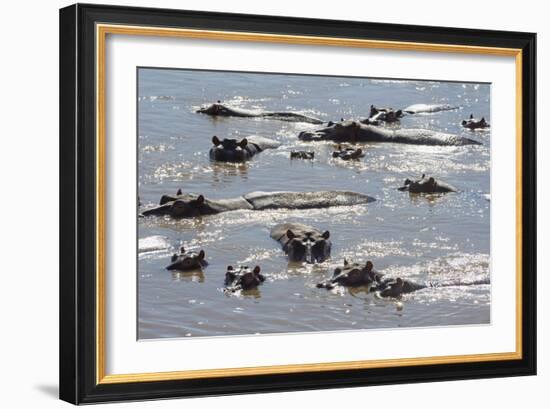 Hippopotamus (Hippopotamus Amphibious), Zambia, Africa-Janette Hill-Framed Photographic Print