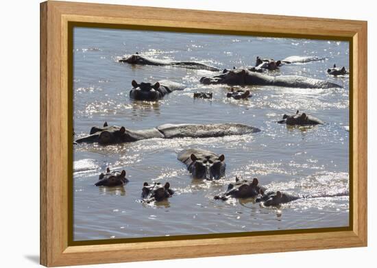 Hippopotamus (Hippopotamus Amphibious), Zambia, Africa-Janette Hill-Framed Premier Image Canvas