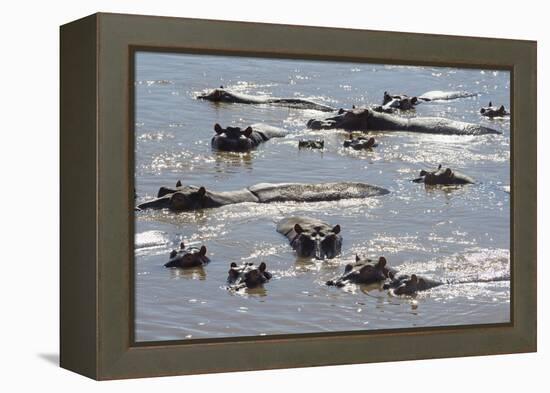 Hippopotamus (Hippopotamus Amphibious), Zambia, Africa-Janette Hill-Framed Premier Image Canvas