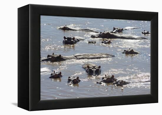 Hippopotamus (Hippopotamus Amphibious), Zambia, Africa-Janette Hill-Framed Premier Image Canvas