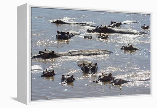 Hippopotamus (Hippopotamus Amphibious), Zambia, Africa-Janette Hill-Framed Premier Image Canvas