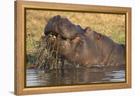 Hippopotamus (Hippopotamus amphibius) feeding, Chobe River, Botswana, Africa-Ann and Steve Toon-Framed Premier Image Canvas