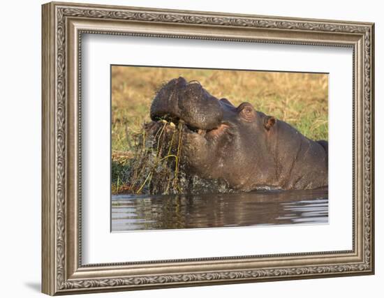 Hippopotamus (Hippopotamus amphibius) feeding, Chobe River, Botswana, Africa-Ann and Steve Toon-Framed Photographic Print