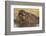 Hippopotamus (Hippopotamus amphibius) feeding, Chobe River, Botswana, Africa-Ann and Steve Toon-Framed Photographic Print