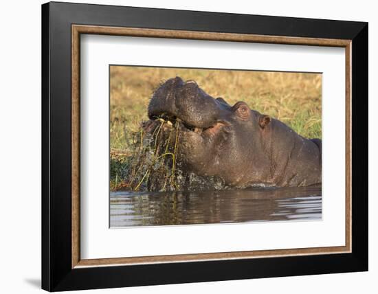 Hippopotamus (Hippopotamus amphibius) feeding, Chobe River, Botswana, Africa-Ann and Steve Toon-Framed Photographic Print