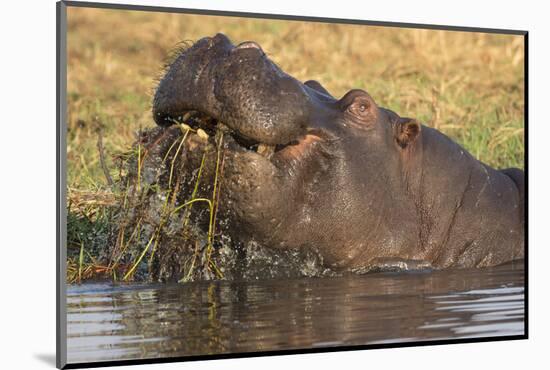 Hippopotamus (Hippopotamus amphibius) feeding, Chobe River, Botswana, Africa-Ann and Steve Toon-Mounted Photographic Print