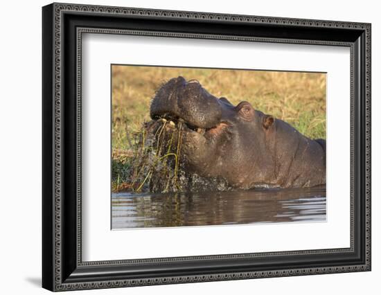 Hippopotamus (Hippopotamus amphibius) feeding, Chobe River, Botswana, Africa-Ann and Steve Toon-Framed Photographic Print