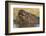 Hippopotamus (Hippopotamus amphibius) feeding, Chobe River, Botswana, Africa-Ann and Steve Toon-Framed Photographic Print