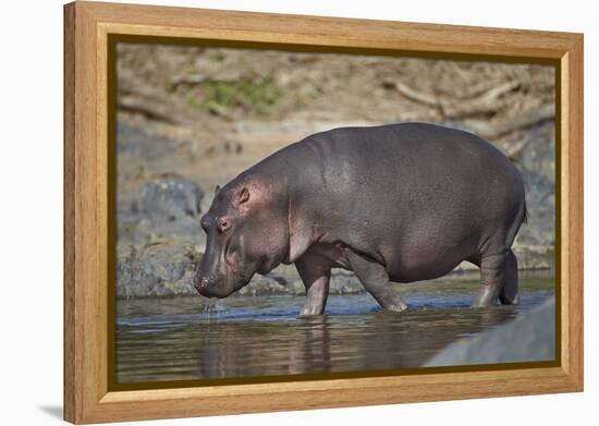 Hippopotamus (Hippopotamus Amphibius) in Shallow Water-James Hager-Framed Premier Image Canvas