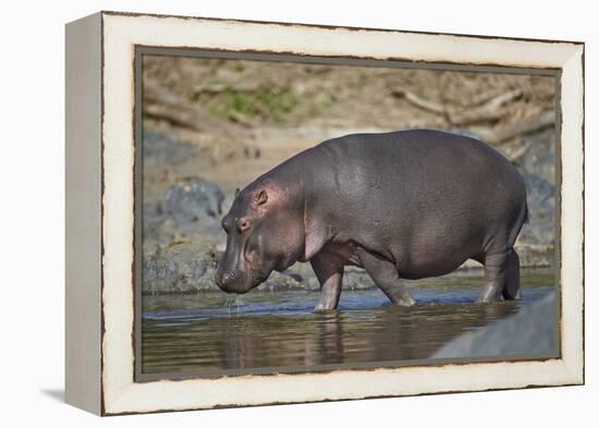 Hippopotamus (Hippopotamus Amphibius) in Shallow Water-James Hager-Framed Premier Image Canvas