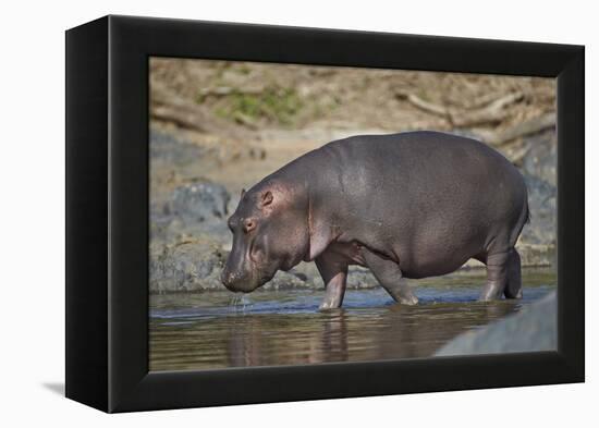 Hippopotamus (Hippopotamus Amphibius) in Shallow Water-James Hager-Framed Premier Image Canvas