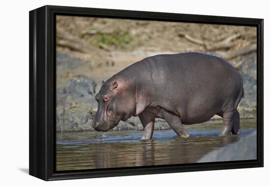 Hippopotamus (Hippopotamus Amphibius) in Shallow Water-James Hager-Framed Premier Image Canvas