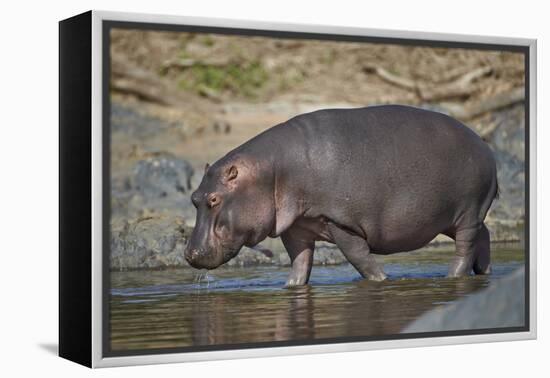 Hippopotamus (Hippopotamus Amphibius) in Shallow Water-James Hager-Framed Premier Image Canvas