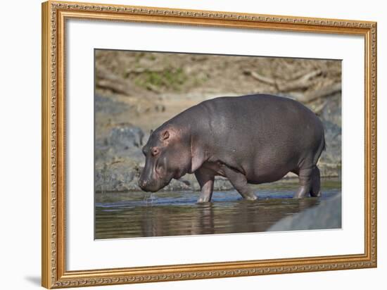 Hippopotamus (Hippopotamus Amphibius) in Shallow Water-James Hager-Framed Photographic Print