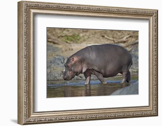 Hippopotamus (Hippopotamus Amphibius) in Shallow Water-James Hager-Framed Photographic Print