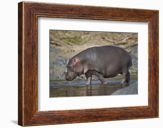 Hippopotamus (Hippopotamus Amphibius) in Shallow Water-James Hager-Framed Photographic Print