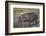 Hippopotamus (Hippopotamus Amphibius) in Shallow Water-James Hager-Framed Photographic Print