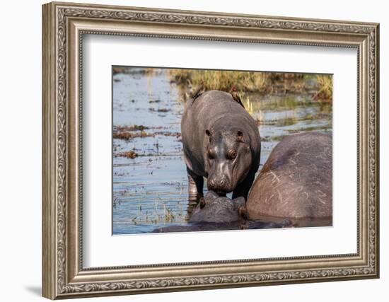 Hippopotamus (Hippopotamus amphibius) in the river Chobe, Chobe National Park, Botswana, Africa-Sergio Pitamitz-Framed Photographic Print